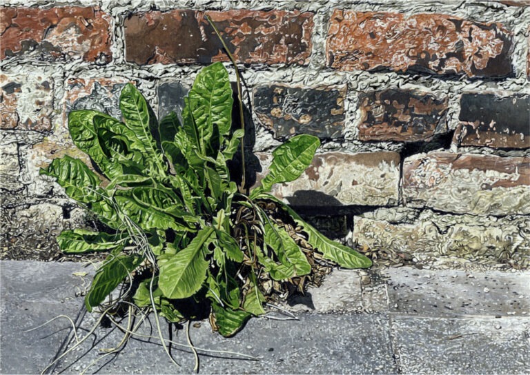 [03]_ThomasLevy-Lasne_PlanteSaxicole_GouacheSurPapier_20,5x28,8cm_2024