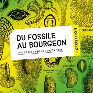 Du Fossile au bourgeon, des dessins pour comprendre - Exposition - Université Marie et Louis Pasteur