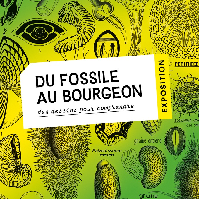 Du Fossile au bourgeon, des dessins pour comprendre - Exposition - Université Marie et Louis Pasteur